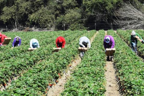 Seasonal migrant workers pick strawberries on a farm in California.