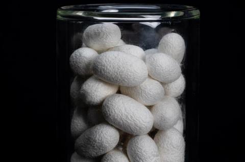 White silk cocoons in a glass jar, against a black background